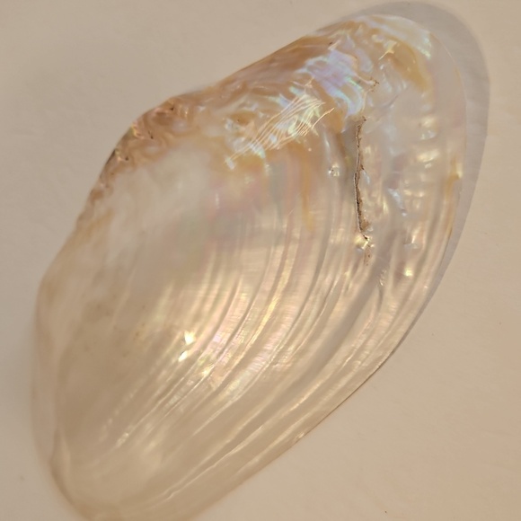 8"W Mother of Pearl & Polished 1/2 Mussel Clam Shell - Picture 5 of 5